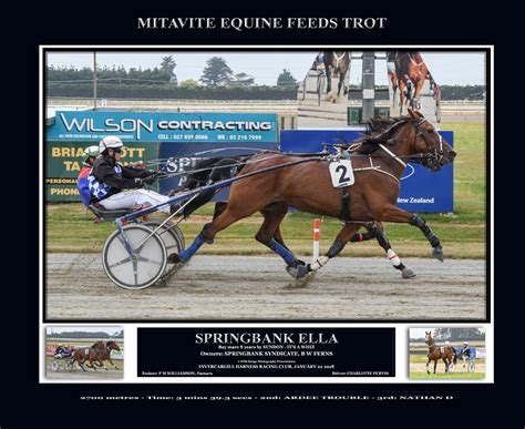 harness racing nz